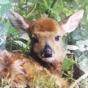 Meet your Posher, Martha